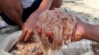 Tiga Tahun Hilang, Warga Pantai Ujung Genteng Kini Bisa Kembali Berburu Rebon