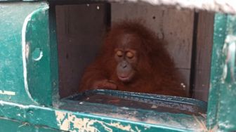 Ketika Orangutan Sumatera Kembali ke 'Rumah'