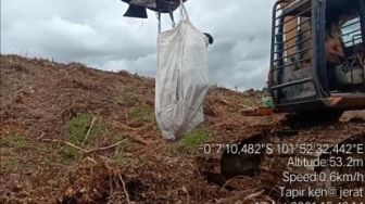 Tapir Dievakuasi Pakai Alat Berat karena Kaki Putus Terkena Jerat