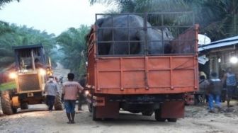 Jalan panjang Evakuasi Dua Gajah Sumatera Kaesang dan Dodo ke Tesso Nilo