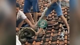 Viral, Warga Tangkap Ular Sanca Masuk Atap Rumah di Bogor, Netizen: Efek PPKM