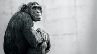 Wanita Jatuh Hati dengan Simpanse di Kebun Binatang, Kisahnya Berakhir Sedih