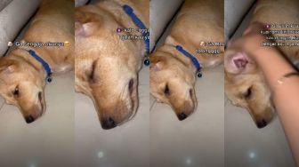 Viral Anjing Menagis Dikatai Airmata Buaya, Kasihan Banget, Ditonton 30 Juta Kali