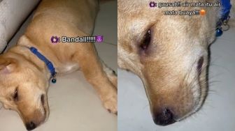 Ditonton 30 Juta Kali, Viral Anjing Nangis Sesenggukan Dimarahi, Bikin Iba