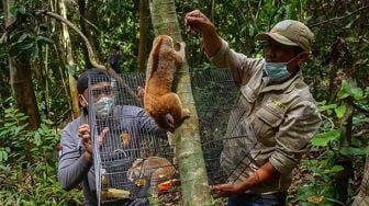 Momen Pelepasliaran Delapan Kukang ke Kawasan Konservasi di Riau