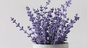Sering Dijadikan Bahan Berbagai Produk, Rupanya Ini Manfaat Luar Biasa Bunga Lavender