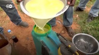 Alternatif Pestisida, Minyak Mimba Ampuh Basmi Hama Lahan Pertanian di Mali
