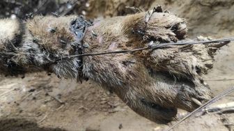 Kasihan, Tiga Harimau Sumatera Mati Diduga Terkena Jeratan Babi