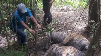 Petugas mengambil foto bangkai harimau Sumatera (Panthera tigris sumatrae) yang ditemukan mati di kawasan hutan Gampong Ibuboeh, Kecamatan Meukek, Aceh Selatan, Aceh, Rabu (25/8/2021). ANTARA FOTO
