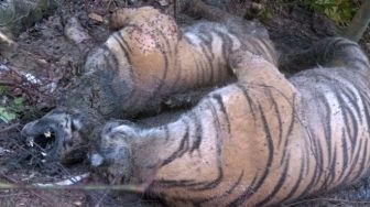 Ya Ampun! 3 Harimau Sumatera Mati Kena Jerat, Salah Satunya Indukan