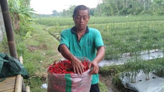 Harga Cabai Merosot, Petani di Kalasan Bagi-Bagi Cabai ke Masyarakat