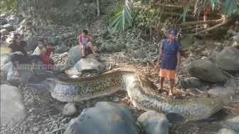 Ikan Sidat Raksasa Viral di Medsos, Warganet Khawatir Tersebar di Grup WA Keluarga