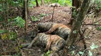 Memilukan! 3 Harimau Sumatera Mati Diduga Kena Jerat, Warganet: Keji