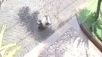 Viral Video Anjing Ditembak Pakai Senapan Angin, Pelaku Terancam Pidana 9 Bulan