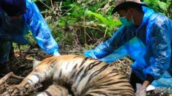 Tiga Harimau Sumatera Mati Terjerat, Pelaku Diduga Bukan Orang Aceh Selatan