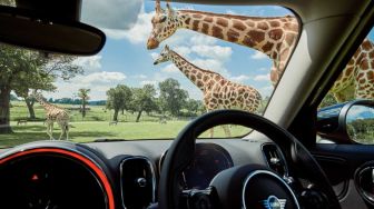 Best 5 Oto: Keliling Taman Safari Naik Mobil Listrik, Karyawan General Motors Wajib Vaksin