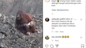 Viral Orangutan Makan Kue di Tengah Tambang Batu Bara yang Diduga Ada di Kutim