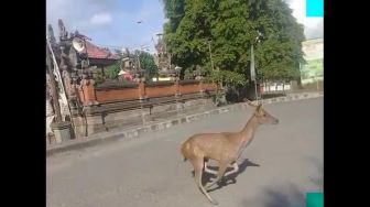 Seekor Rusa Berkeliaran di Pelabuhan Gilimanuk, Penampakannya Bikin Heboh Warga Sekitar