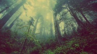 Paranormal Turun Tangan Cari Sri yang Hilang di Hutan Ponorogo