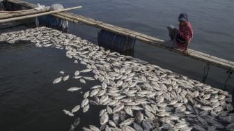 Petani ikan keramba waduk melihat ikan keramba yang mati di Waduk Kedung Ombo, Sumber Lawang, Sragen, Jawa Tengah, Senin (30/8/2021). [ANTARA FOTO/Mohammad Ayudha]