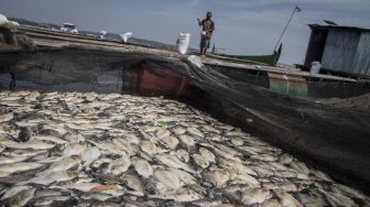 Petani ikan keramba waduk memberi makan ikan yang masih hidup di sebelah keramba berisi ikan mati di Waduk Kedung Ombo, Sumber Lawang, Sragen, Jawa Tengah, Senin (30/8/2021). [ANTARA FOTO/Mohammad Ayudha]