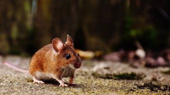 5 Tanaman Pengusir Tikus yang Wajib Ada di Rumah, Mudah Ditemukan