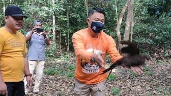 Burung Kuau Kerdil Sumatera Dilepasliarkan ke Hutan Barumun