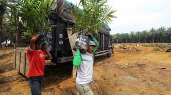 Catat! Harga Sawit di Riau Turun Lho