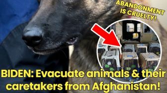 Pentagon Bantah Telantarkan Anjing di Afghanistan: Bukan Milik Kami