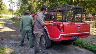 BBKSDA Sebut Beberapa Kejanggalan Soal Remaja yang Tewas Diserang Harimau di Siak