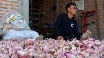 Akibat Serangan Ulat Grayak, Petani Bawang Merah di Kediri Merugi 70 Persen