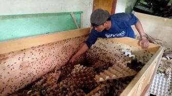 Bisnis Ternak Jangkrik Memang Menjanjikan, Yuk Ikutan!