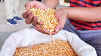 Curiga Kenaikan Harga Jagung Gegara Penimbunan Oknum, Pakar CIPS Malah Sarankan Impor