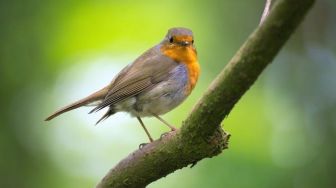 5 Cara Memelihara Burung Murai Batu agar Rajin Berkicau