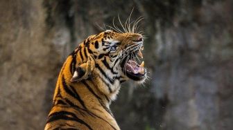 Dua Kali Menerkam dan Membuat Nyawa Sang Pawang Melayang, Harimau di Serulingmas Zoo Banjarnegara Pernah Nyaris Lepas