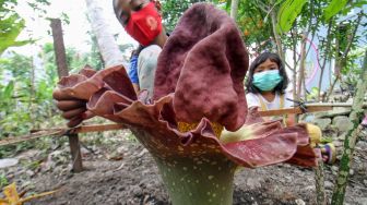 Sejumlah anak mengamati bunga bangkai (Amorphophallus paeonifolius) yang tumbuh mekar di pekarangan rumahnya di Desa Meuria Paloh, Lhokseumawe, Aceh, Sabtu (4/9/21).  ANTARA FOTO/Rahmad