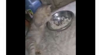 Santap Nasi di Mangkuk, Cara Kucing Ini Makan Bikin Salfok