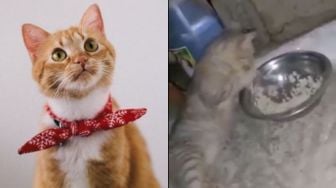 GEMES! Viral Cara Kucing Makan Nasi di Mangkuk, Sopan Banget Kayak Manusia