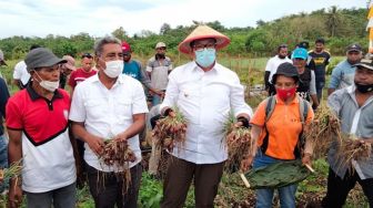 Banyak Anak Muda di Maluku Tenggara Jadi Petani Bawang Merah, Bupati Bangga