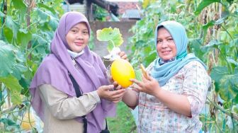 Melon Emas Bisa Hasilkan Puluhan Juta dari Lahan 100 Meter Persegi