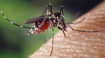 Golongan Darah O dan A Paling Disukai Nyamuk, Mengapa?