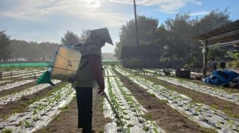 Harga Cabai Anjlok, Petani: Permintaan dari Tengkulak Menurun karena PPKM