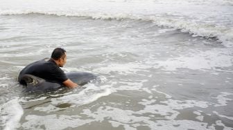 Relawan berupaya menyelamatkan lumba-lumba Elektra atau paus kepala melon (Peponocephala electra) yang terdampar di Pantai Sidem, Tulungagung, Jawa Timur, Minggu (5/9/2021).  ANTARA FOTO/Destyan Sujarwoko