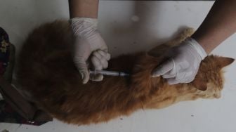 Paramedis dari Sudin Ketahanan Pangan Kelautan dan Pertanian (KPKP) Kota Administrasi Jakarta Timur melakukan vaksinasi hewan penular rabies (HPR) di RT 01/02, Cilangkap, Cipayung, Jakarta, Selasa (7/9/2021). [Suara.com/Angga Budhiyanto]