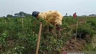 Kerap Rugi Meski Panen Besar, Pengamat: Petani Indonesia Kurang Didukung