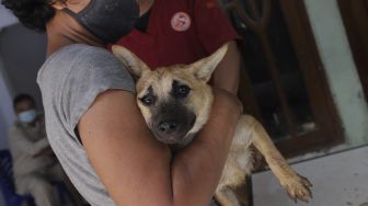 Anjing yang Gigit Anak-anak di Jembrana Positif Rabies