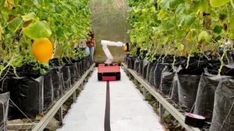 Canggih! Udinus dan IPB Kembangkan Robot Pemetik Buah untuk Petani