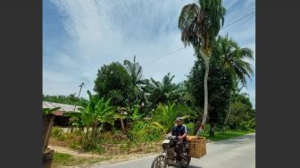 Penampakan Batang Pohon Kelapa Meliuk Seperti Ular Naga di Sumut