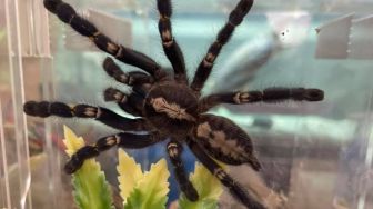 Penyewa Apartemen Tinggalkan 19 Tarantula dan Piton Terbengkalai, Fotonya Viral