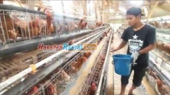 Miris! Peternak Ayam Petelur Terancam Gulung Tikar Gara-gara Ini